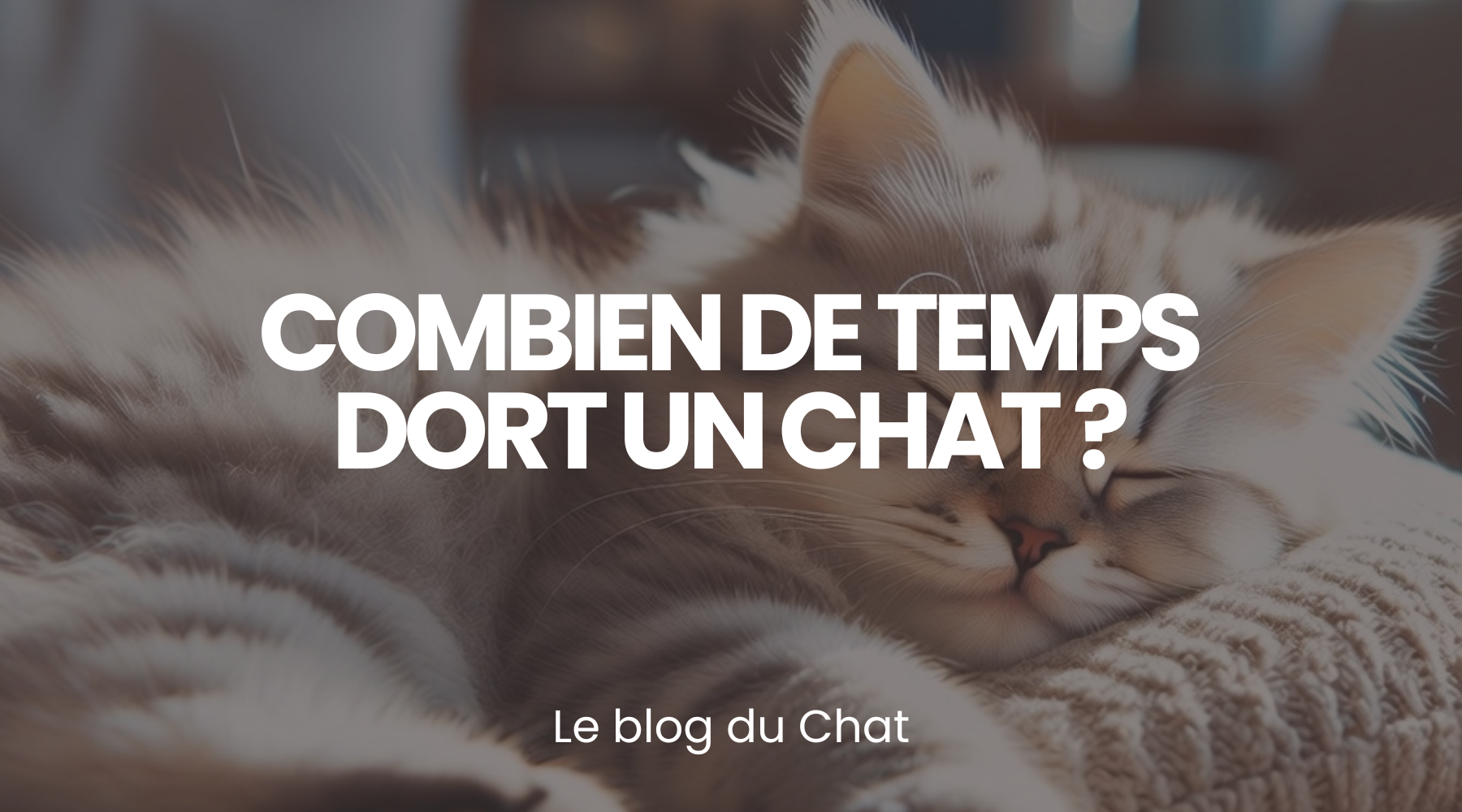 Combien de temps dort un chat ? - le guide Planète du Chat Image
