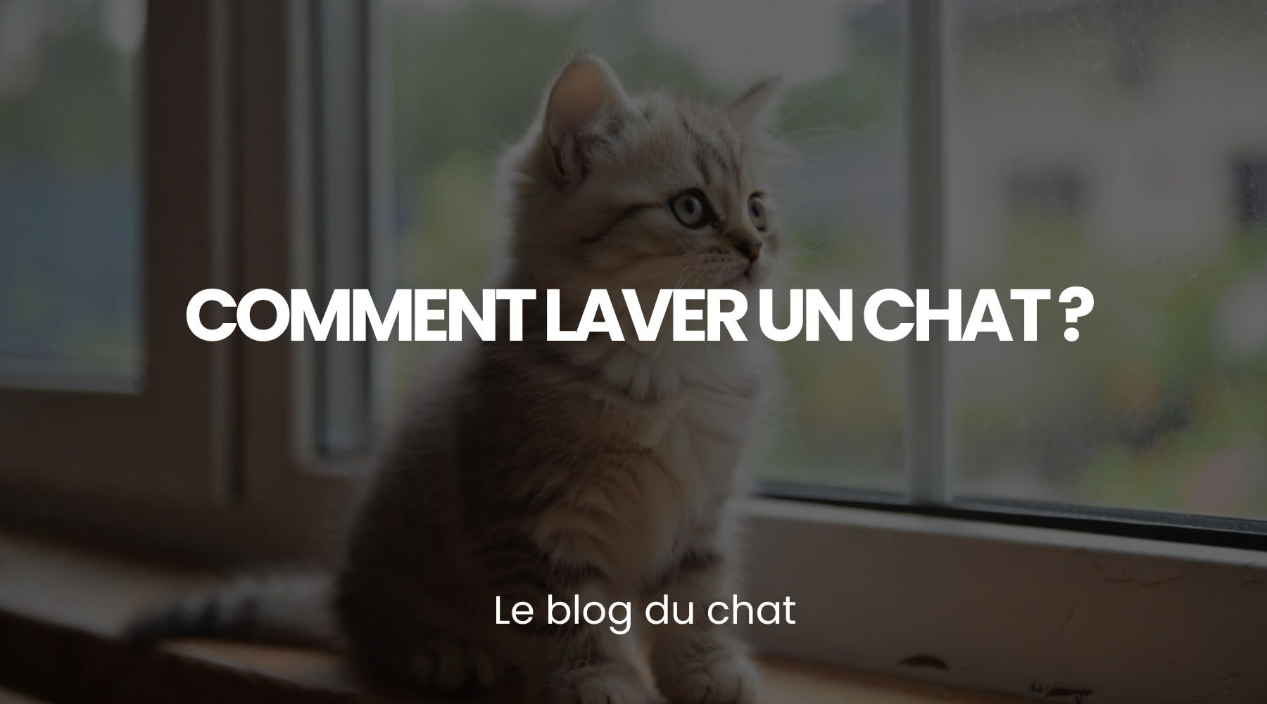Comment lavé un chat ? - le guide Planète du Chat