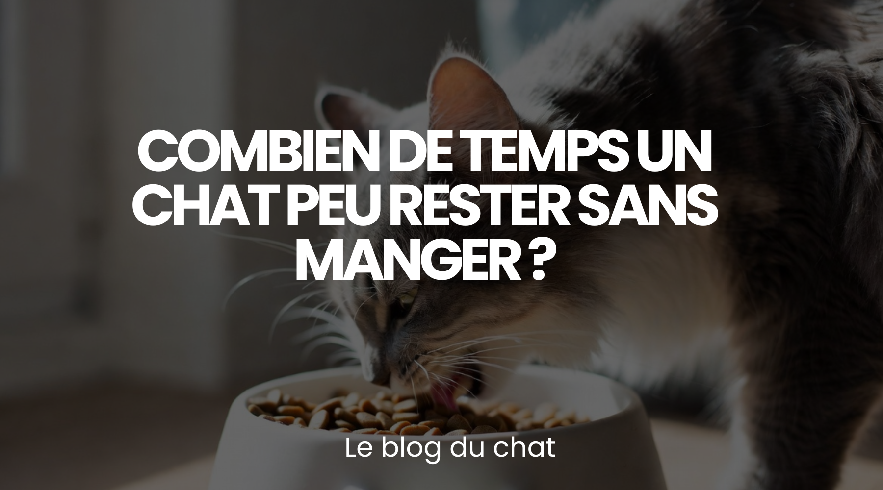 Combien de temps un chat peu rester sans manger ? - le guide Planète du Chat Image