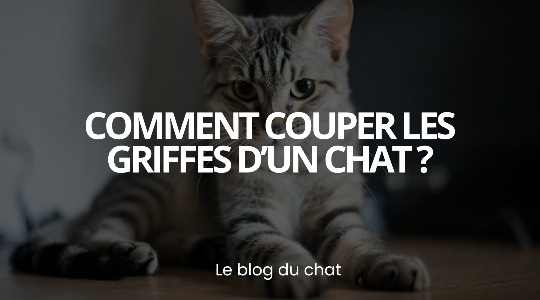Comment coupé les griffes d'un chat ? - le guide Planète du chat Image