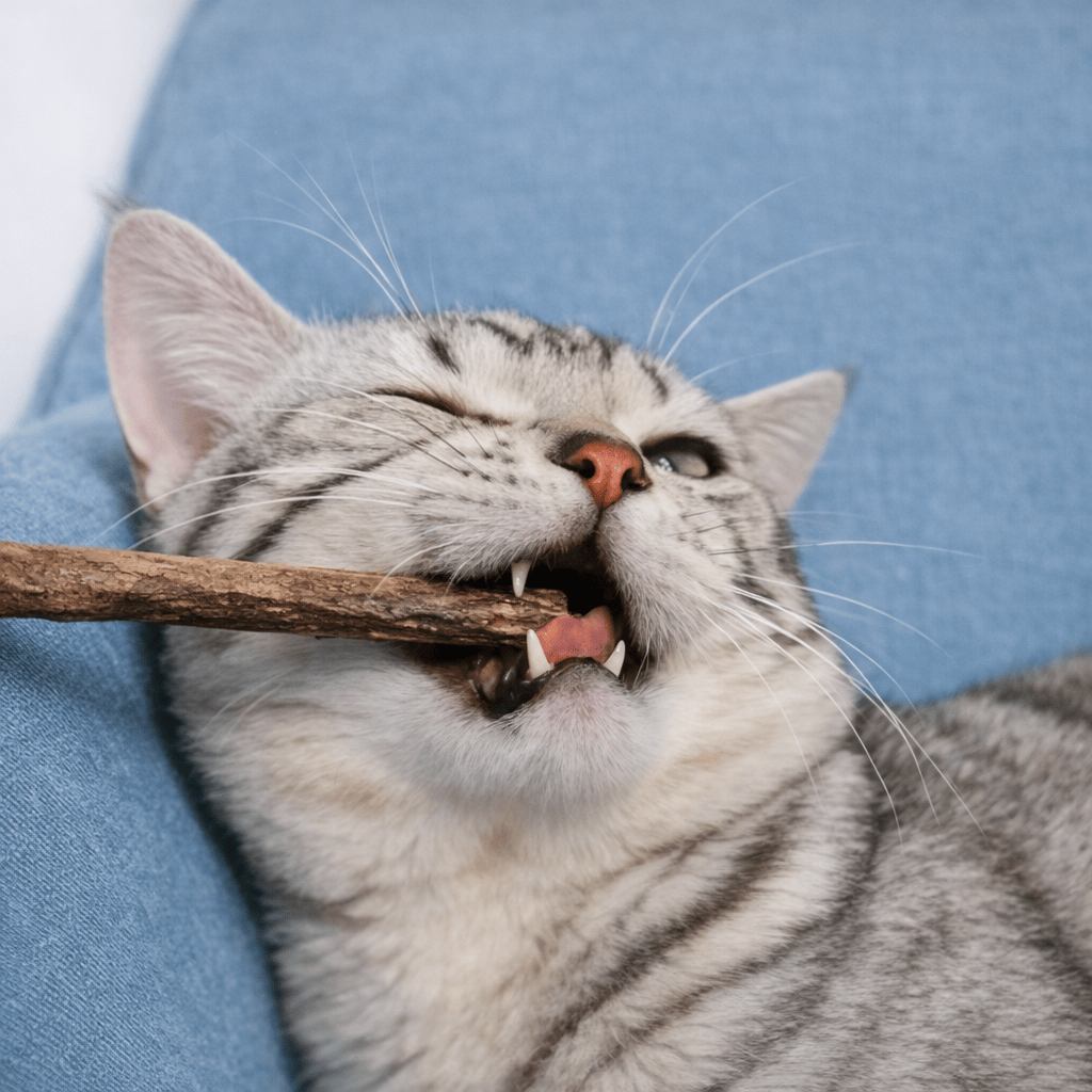 20 Bâtonnets à Mâcher pour Chat