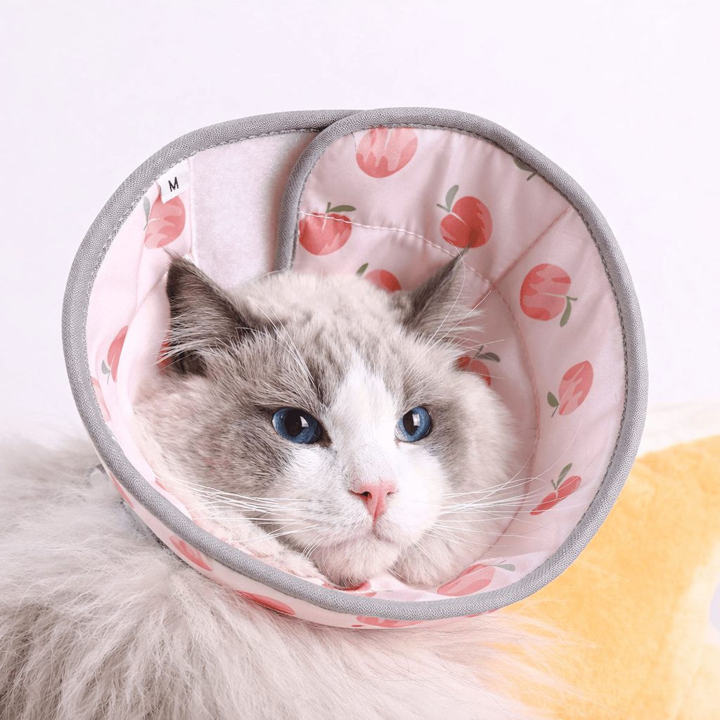 Collier de Convalescence Souple pour Chat
