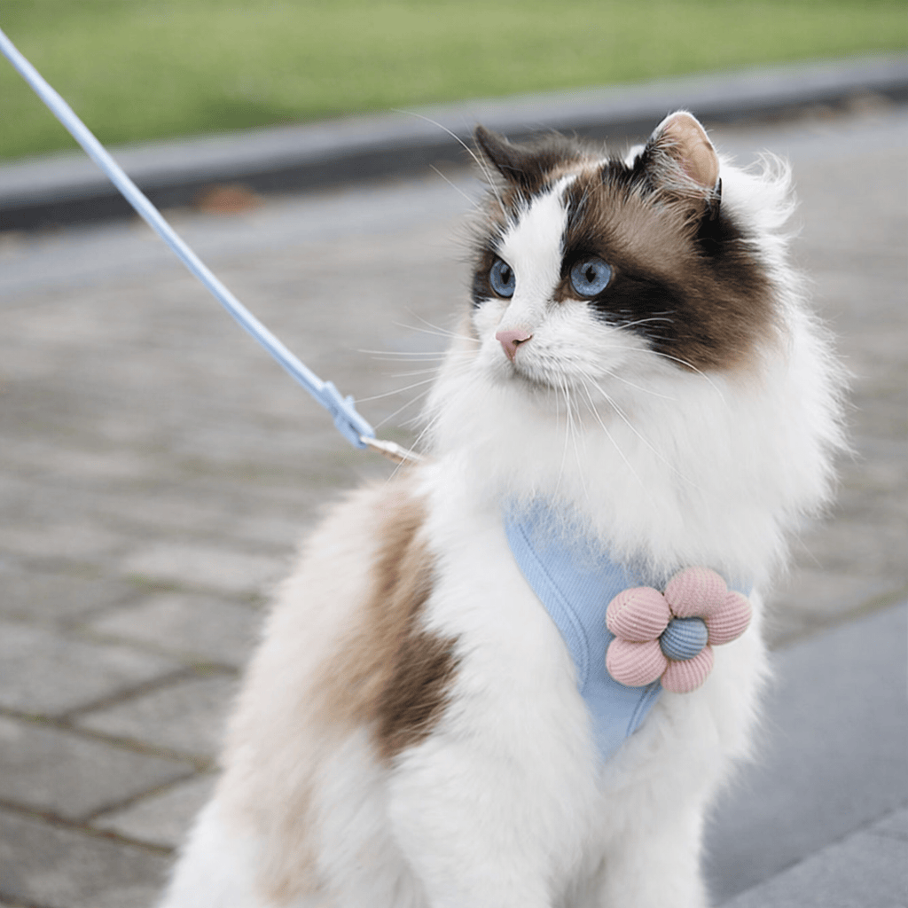 Harnais et Laisse avec Fleur pour Chat